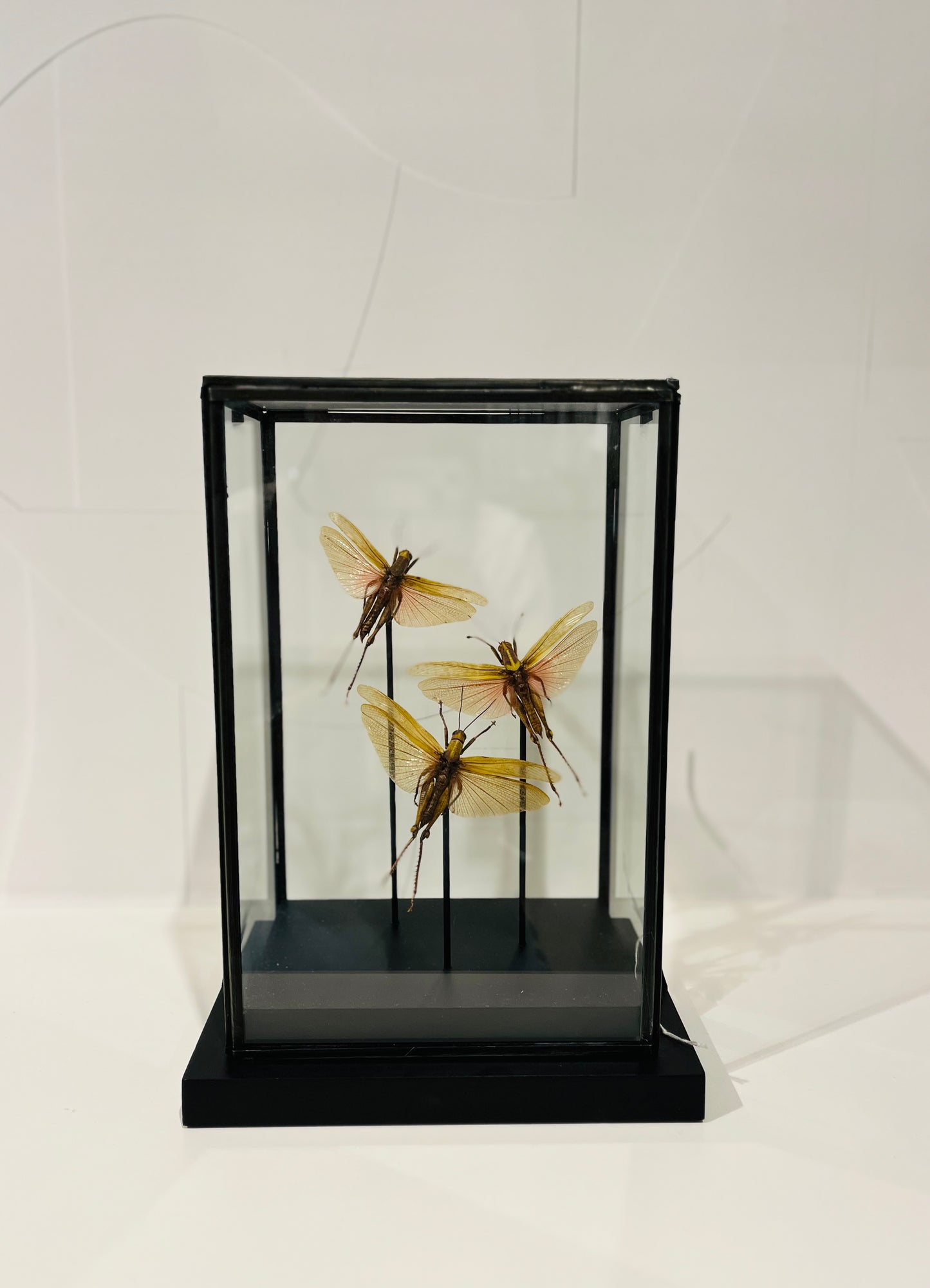 Vitrine 3 roze krekels