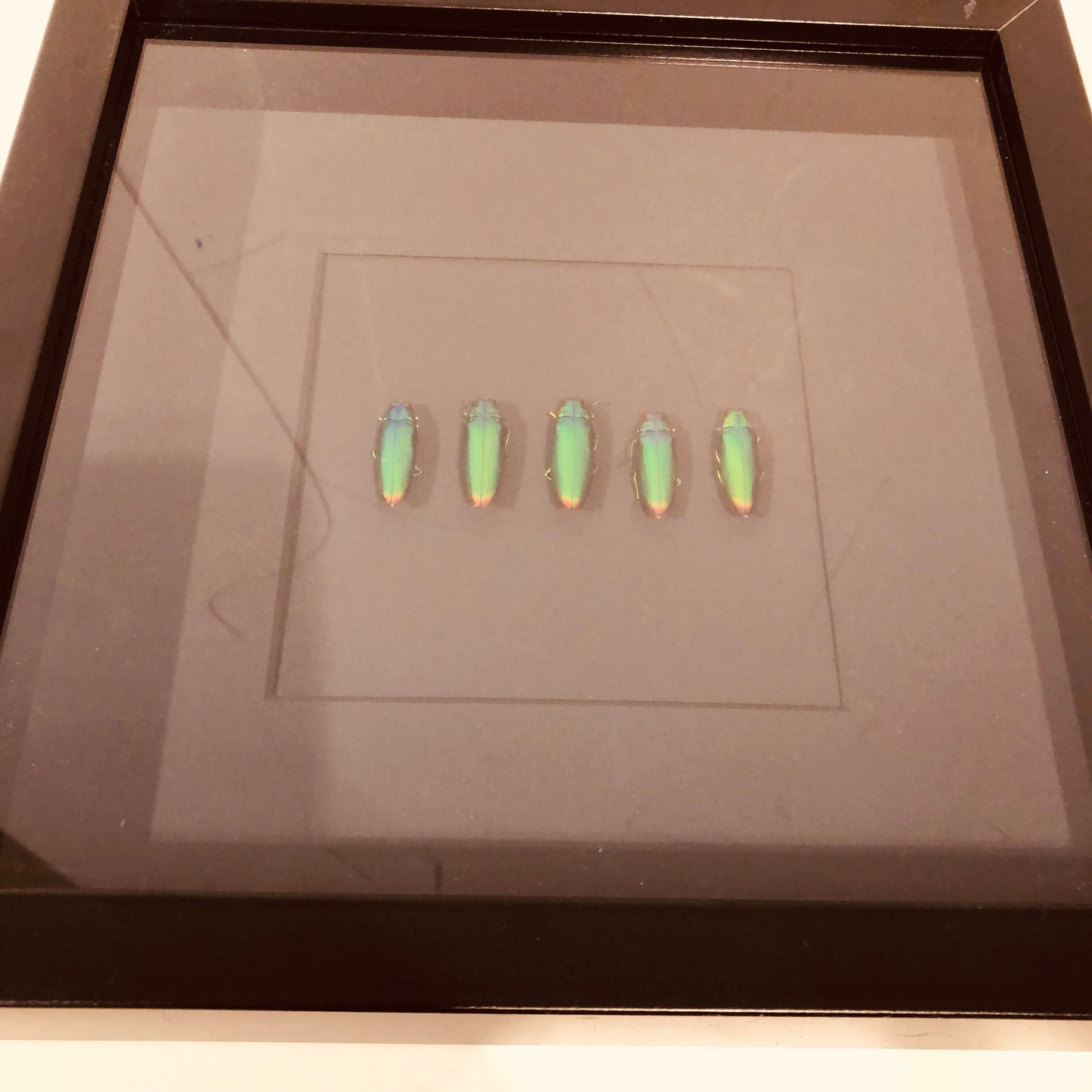 Houten kader met groene krekels