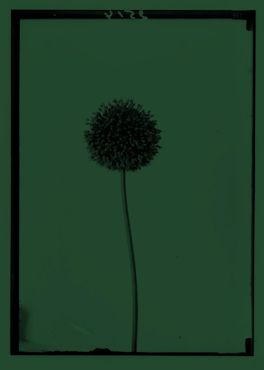 Glasnegatief van een sierui uit het plantenarchief waarmee Mariaflora zich voorstelt. Stoffen van Mariaflora.
